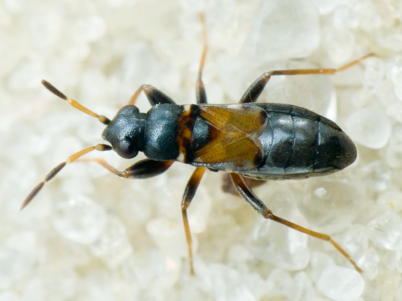 Ischnocoris hemipterus (Schilling, 1829)